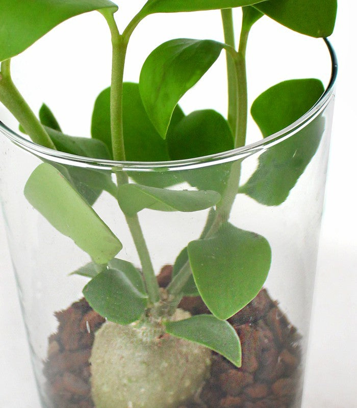 Hydnophytum treasure