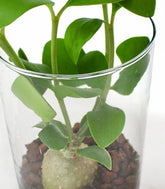 Hydnophytum treasure