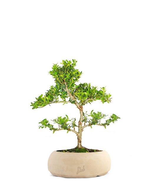 Ilex Crenata Bonsai