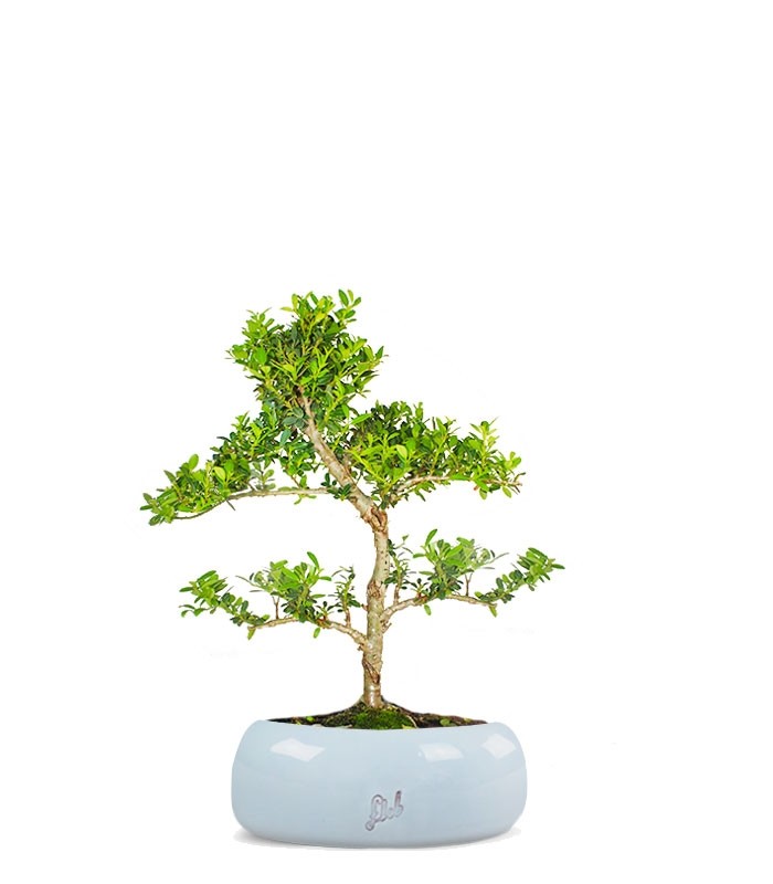 Ilex Crenata Bonsai