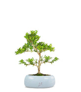 Ilex Crenata Bonsai