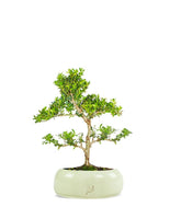 Ilex Crenata Bonsai