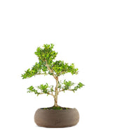 Ilex Crenata Bonsai