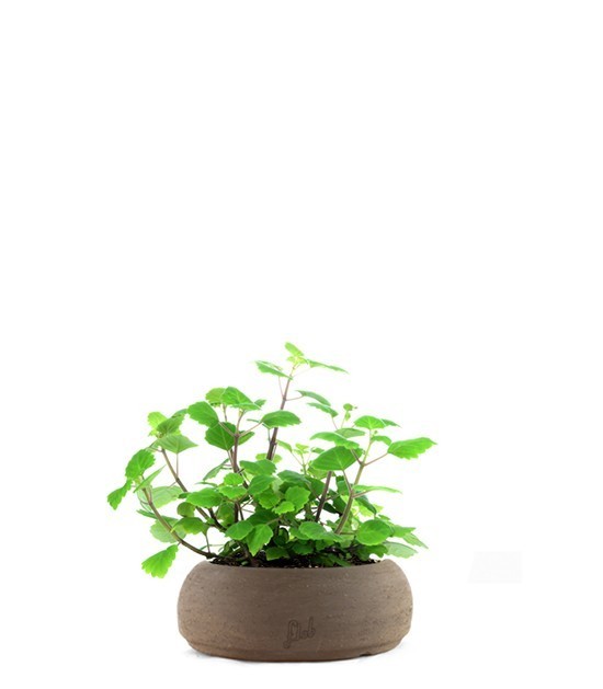 Incenso variegato