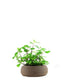Incenso variegato