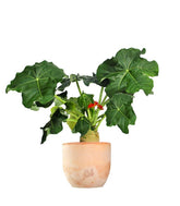 Jatropha podagrica