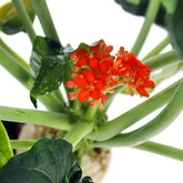 Jatropha podagrica