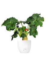 Jatropha podagrica