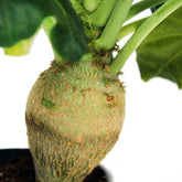 Jatropha podagrica