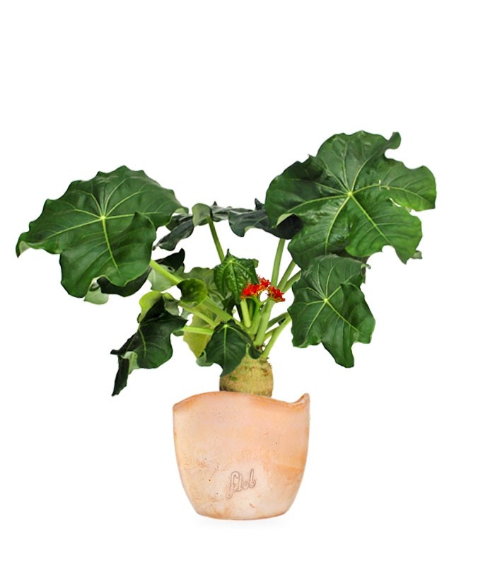 Jatropha podagrica