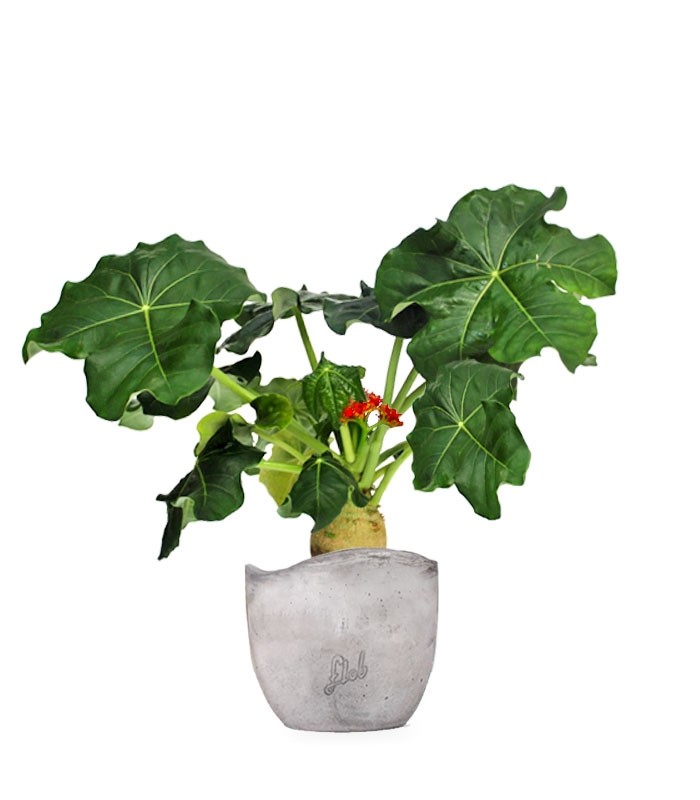 Jatropha podagrica
