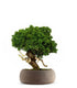 Juniperus chinensis Itoigawa