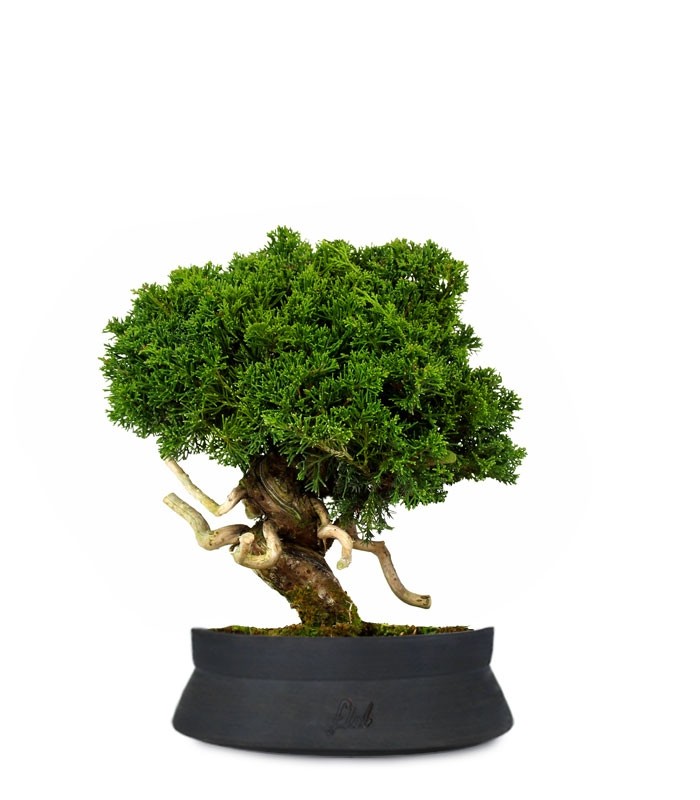 Juniperus chinensis Itoigawa