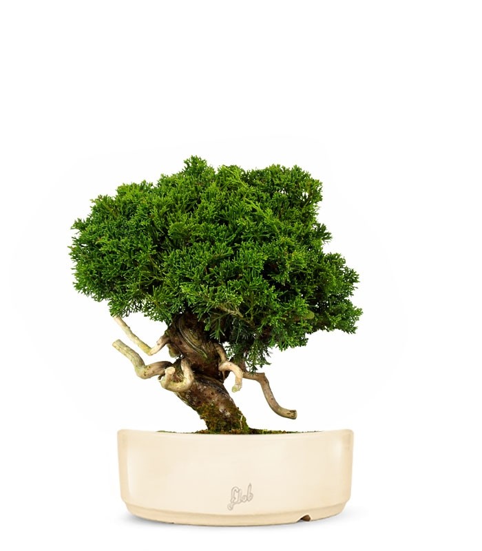 Juniperus chinensis Itoigawa