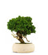Juniperus chinensis Itoigawa