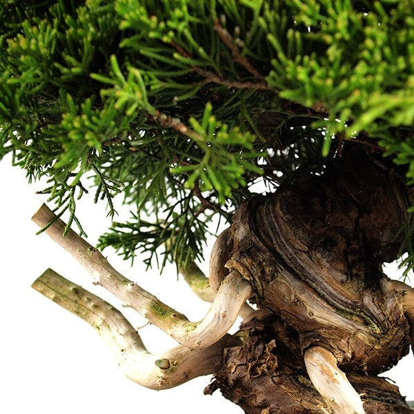 Juniperus chinensis Itoigawa
