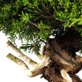 Juniperus chinensis Itoigawa