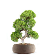 Juniperus chinensis Itoigawa L