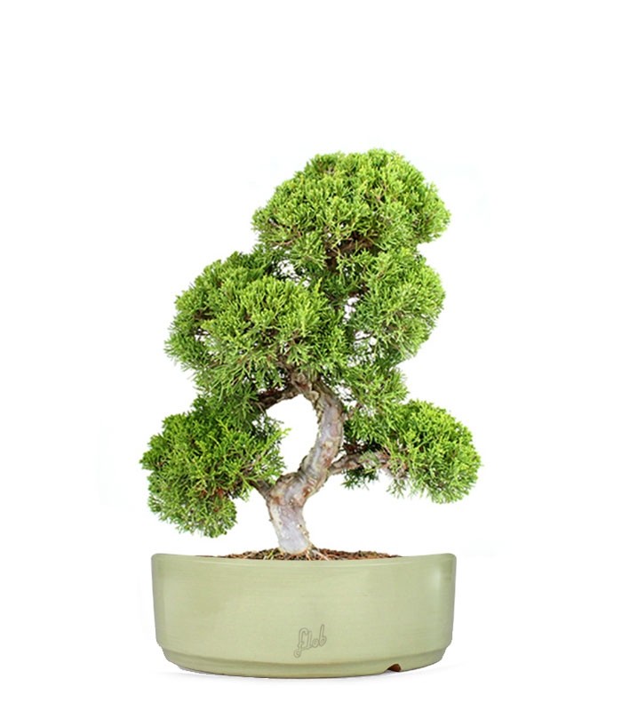 Juniperus chinensis Itoigawa L
