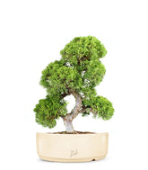 Juniperus chinensis Itoigawa L