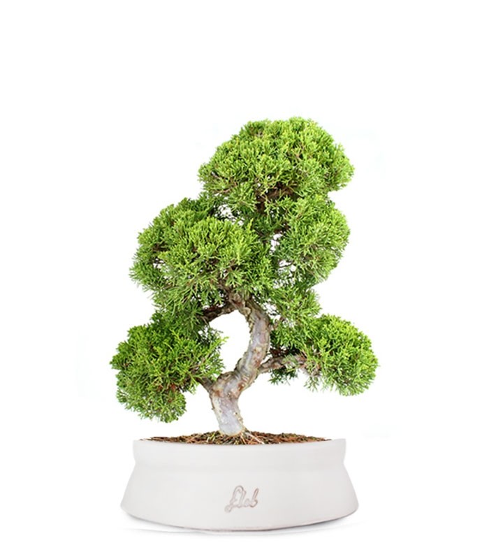 Juniperus chinensis Itoigawa L