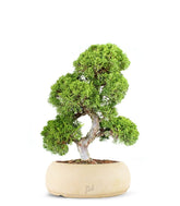 Juniperus chinensis Itoigawa L