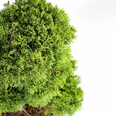 Juniperus chinensis Itoigawa L
