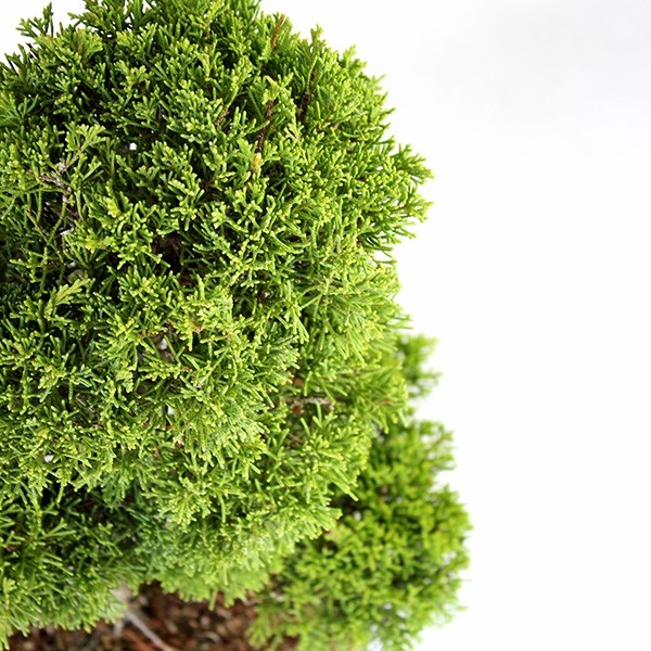 Juniperus chinensis Itoigawa L