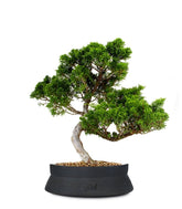 Juniperus chinensis Itoigawa M