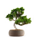 Juniperus chinensis Itoigawa M