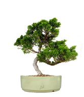 Juniperus chinensis Itoigawa M
