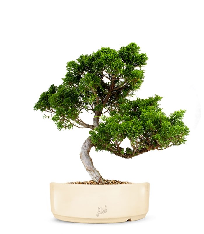Juniperus chinensis Itoigawa M