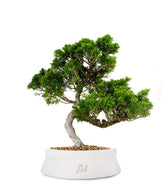 Juniperus chinensis Itoigawa M