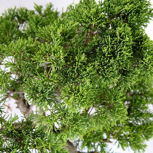 Juniperus chinensis Itoigawa M