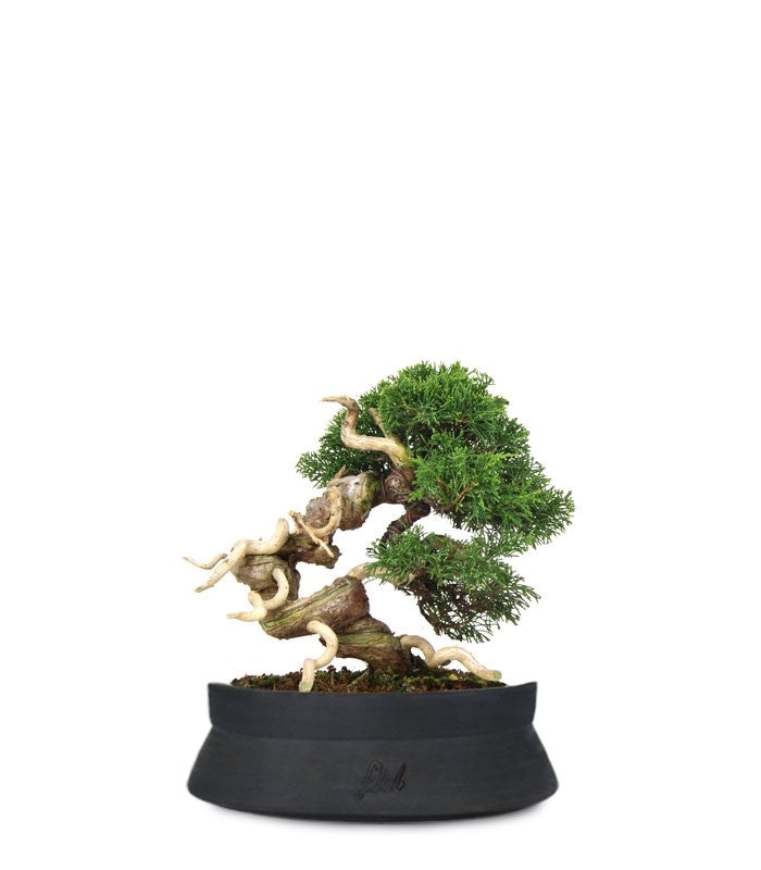 Juniperus Giapponese