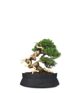 Juniperus Giapponese