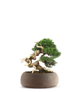 Juniperus Giapponese
