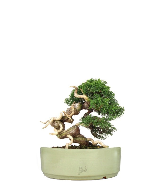 Juniperus Giapponese
