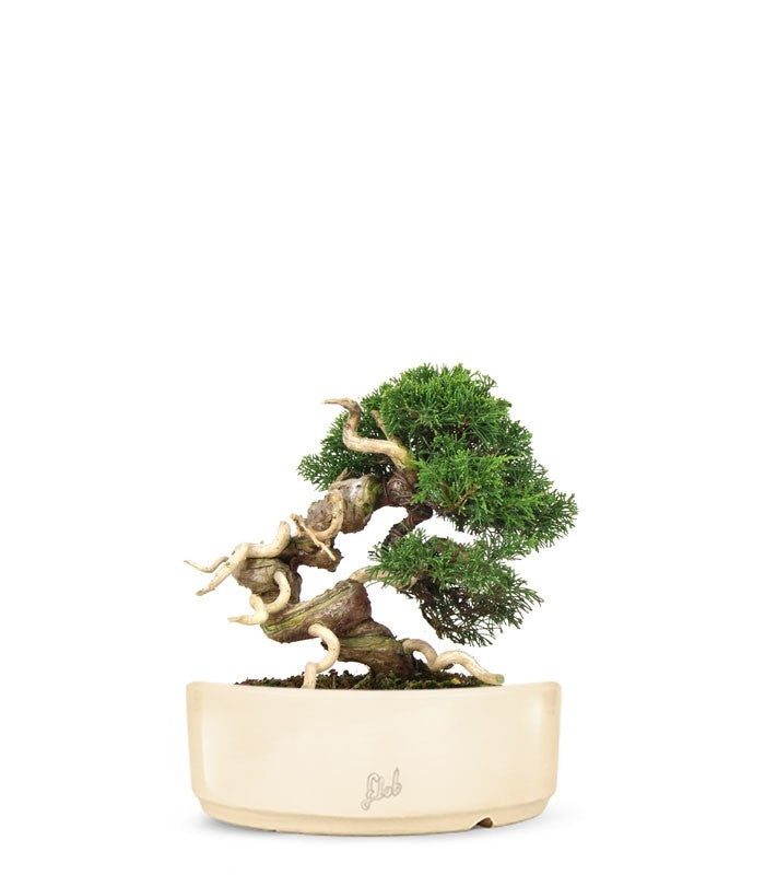 Juniperus Giapponese