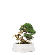 Juniperus Giapponese