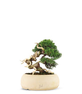 Juniperus Giapponese