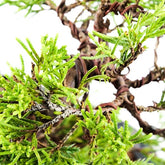 Juniperus Giapponese