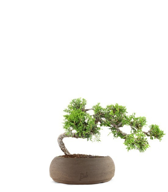 Juniperus Itoigawa semi cascata