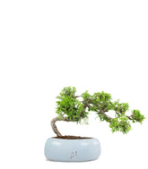 Juniperus Itoigawa semi cascata
