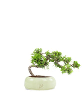 Juniperus Itoigawa semi cascata