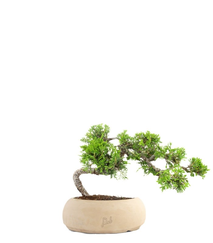 Juniperus Itoigawa semi cascata
