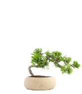 Juniperus Itoigawa semi cascata