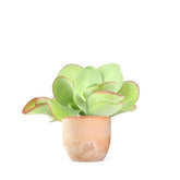 Kalanchoe Thyrsiflora