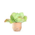 Kalanchoe Thyrsiflora