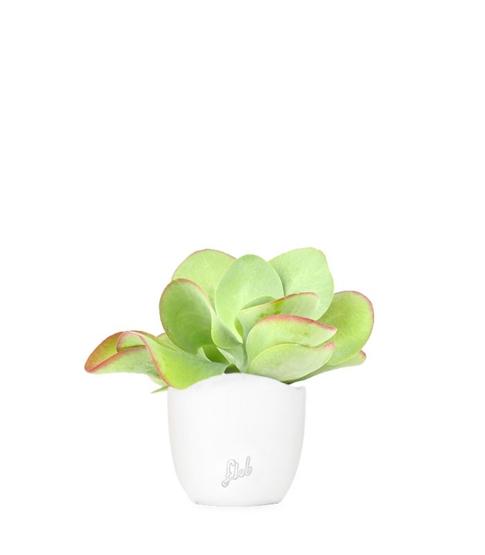 Kalanchoe Thyrsiflora